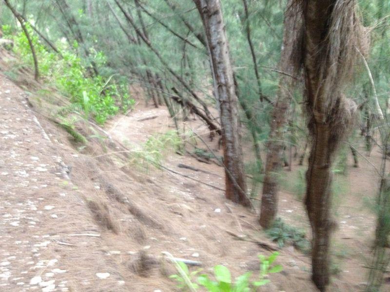 A blurred image of a forested area featuring tall trees and a dirt path. Pine needles and small rocks cover the ground, surrounded by greenery. The scene conveys a natural, tranquil environment. Oleta River State Park mountain bike trail.