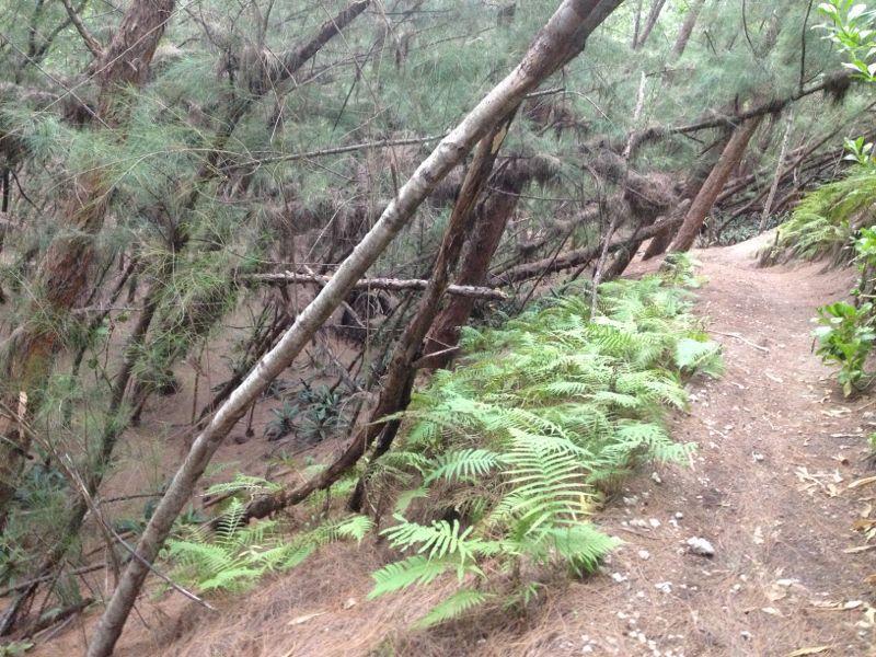 A narrow dirt path winding through a dense forest, flanked by lush green ferns on one side and leaning trees on the other. The atmosphere is tranquil with a natural, wild setting. Oleta River State Park mountain bike trail.