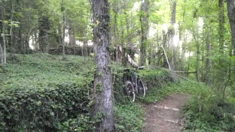 A mountain bike leaned against a tree along a winding path in a lush, green forest, surrounded by dense foliage and sunlight filtering through the leaves. River walk mountain bike trail.