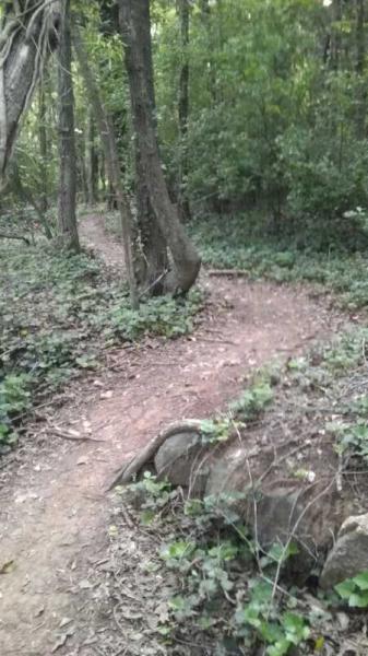 A winding dirt path through a lush green forest, surrounded by tall trees and dense underbrush. The trail curves to the left, inviting exploration in a peaceful, natural setting. River walk mountain bike trail.