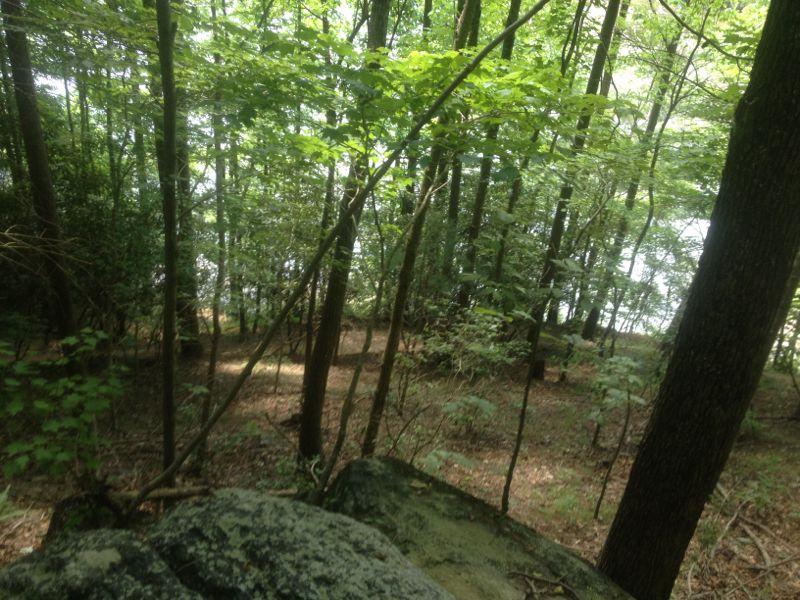 A forested area with tall trees and lush green foliage, viewed from a rocky vantage point. In the background, a glimpse of water is visible through the trees, suggesting proximity to a lake or river. The forest floor is covered in leaves and small plants, creating a serene natural setting. Warrior Creek mountain bike trail.