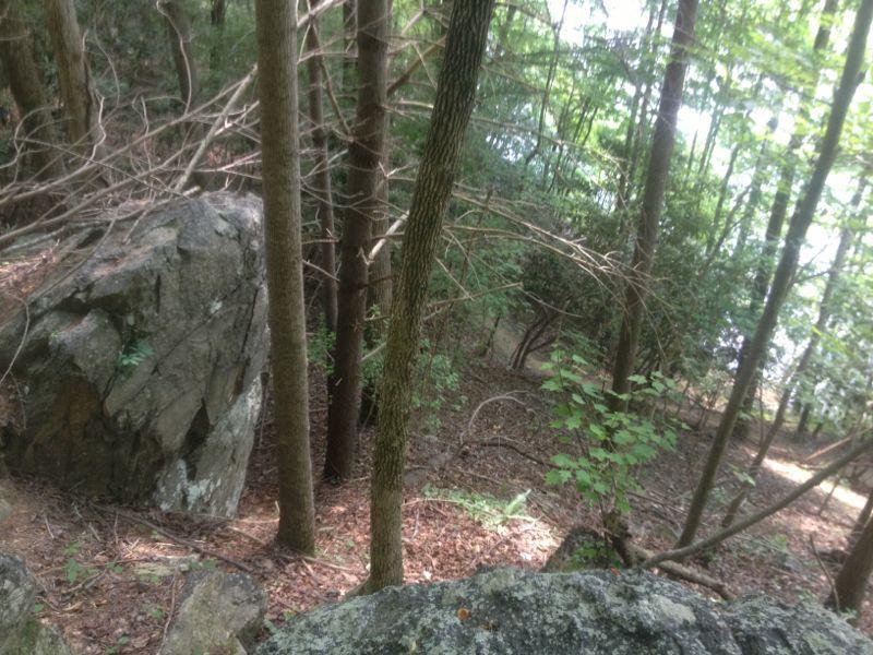 A wooded landscape featuring tall trees and large rocks, with a view down a sloping terrain covered in leaves and underbrush. Sunlight filters through the leaves, creating a dappled light effect on the forest floor. Warrior Creek mountain bike trail.