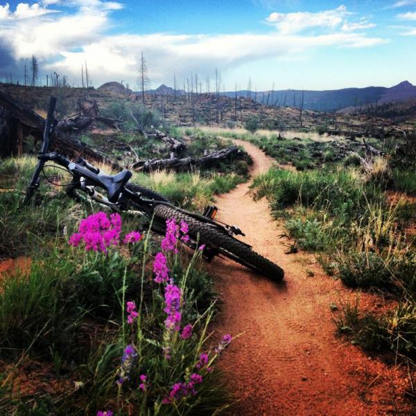 A mountain bike lies on its side next to a winding dirt trail, surrounded by lush green grass and vibrant purple flowers. In the background, charred trees stand against a distant mountain landscape under a partly cloudy sky. Buffalo Creek mountain bike trail.