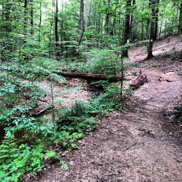 A serene forest scene featuring a dirt path winding through lush green trees. A fallen log crosses a small stream on the left, surrounded by ferns and dense foliage. The right side of the image shows a trail that leads deeper into the woods, with signs indicating directions. Natural sunlight filters through the canopy, creating a tranquil atmosphere. San-lee Park mountain bike trail.