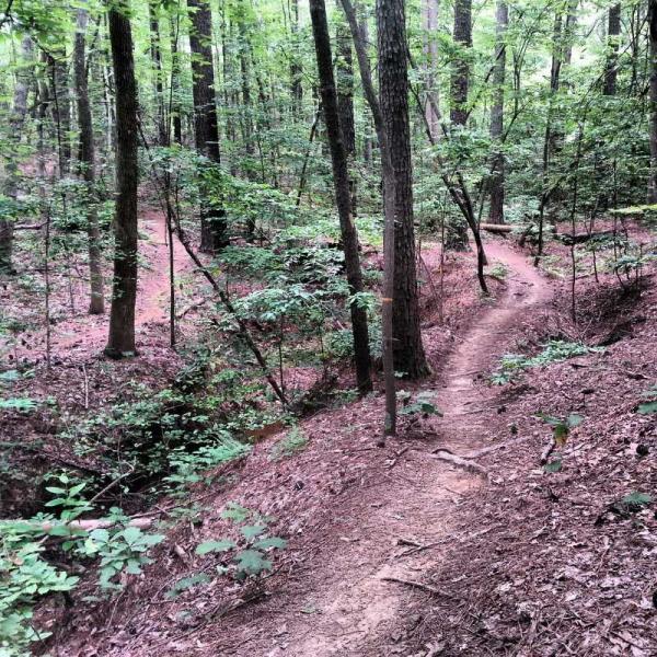 A winding dirt trail through a lush, green forest, surrounded by tall trees and underbrush. Sunlight filters through the leaves, creating a serene and peaceful atmosphere. Governor's Creek mountain bike trail.