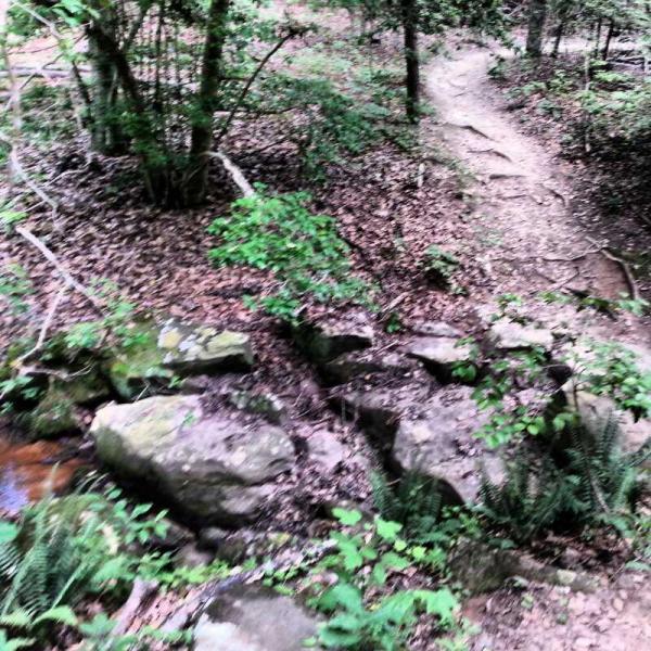 A rocky path through a wooded area, with vibrant green foliage and a dirt trail winding into the distance. Small clusters of rocks and ferns are visible alongside the path, and fallen leaves cover the ground. Governor's Creek mountain bike trail.