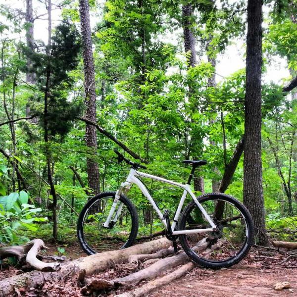 Mountain bike resting on logs in a lush green forest, surrounded by tall trees and dense foliage. Governor's Creek mountain bike trail.