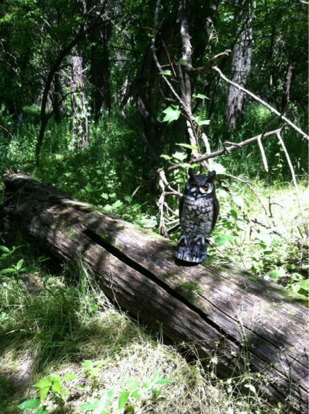 A lifelike owl figurine perched on a fallen log in a lush green forest, surrounded by tall grass and dense trees. Sunlight filters through the canopy, illuminating the scene. Lawrence Riverfront Trails mountain bike trail.