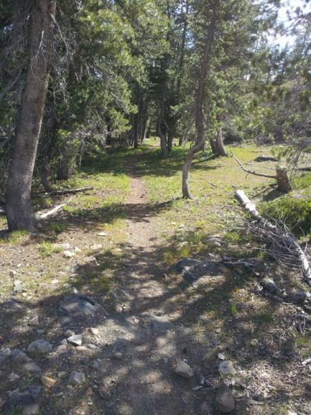 A narrow dirt trail winding through a forest, surrounded by tall trees and patches of green grass. Sunlight filters through the leaves, creating dappled shadows along the path. Fallen branches and rocks are visible along the edges of the trail. Cape Horn Trail mountain bike trail.