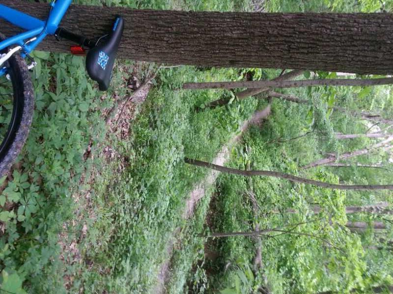 A blue mountain bike resting against a tree, with a view of a winding dirt trail surrounded by lush green foliage in a forest. The Center Trails mountain bike trail.