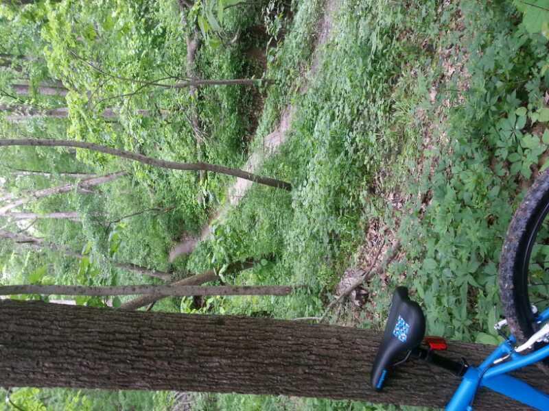 A blue bicycle partially visible on the right side of the image, leaning against a tree, with a lush green forest in the background. The scene features a winding dirt path surrounded by dense foliage and trees, indicating a natural outdoor setting suitable for biking or hiking. The Center Trails mountain bike trail.