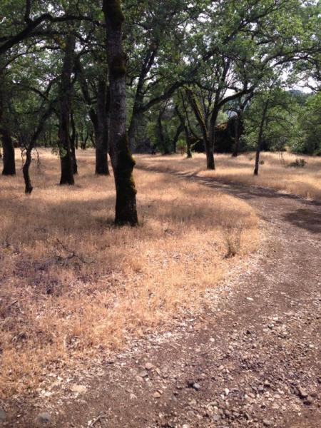 A winding dirt path through a sunlit forest, lined with oak trees and surrounded by dry, golden grasses. The scene depicts a serene outdoor landscape, inviting exploration and nature appreciation. Upper Bidwell Park mountain bike trail.