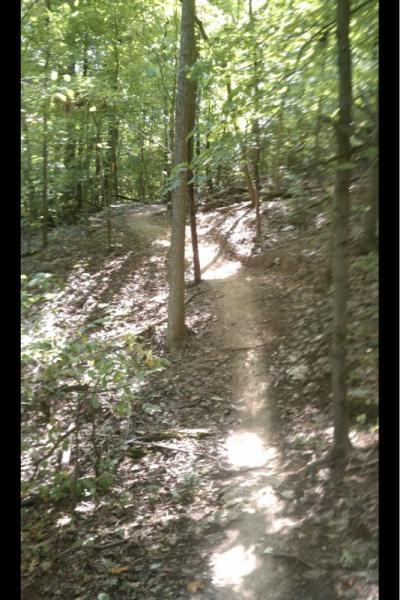 A narrow dirt trail winding through a lush green forest, surrounded by trees and dappled sunlight peeking through the leaves. The trail curves gently, with leaves covering the ground, suggesting a peaceful natural environment. Matson Hill mountain bike trail.