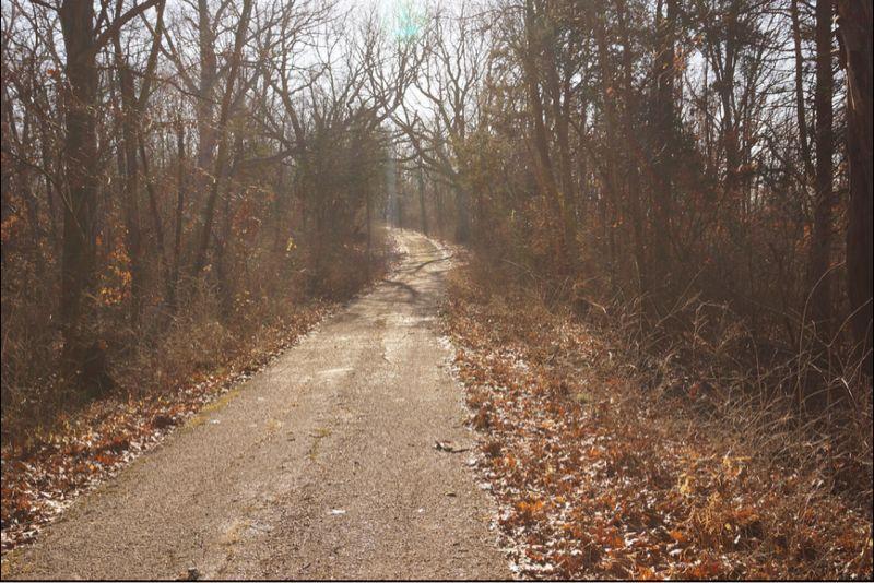 A winding, unpaved path in a forested area with bare trees and dried leaves along the edges. The scene is illuminated by soft sunlight filtering through the branches, creating a serene and tranquil atmosphere. Al Foster mountain bike trail.