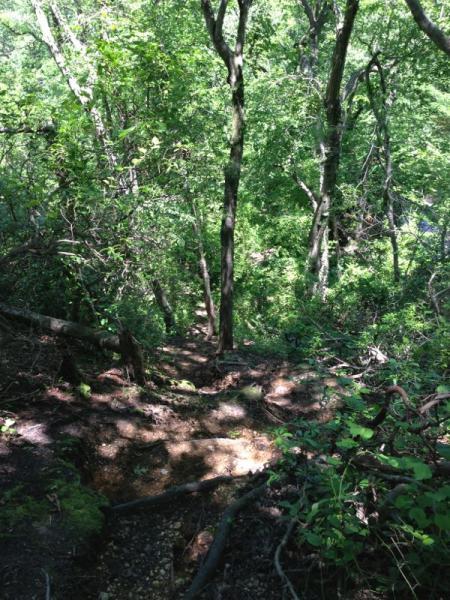 A lush, green forest scene featuring dense trees and underbrush. The image captures a view looking down a sloped path with scattered rocks and foliage, surrounded by vibrant greenery under bright sunlight. Allaire State Park mountain bike trail.
