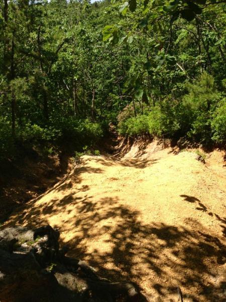 A sunlit, dry creek bed meandering through a lush green forest. The sandy bottom is surrounded by dense vegetation, including trees and shrubs, casting soft shadows on the ground. Allaire State Park mountain bike trail.
