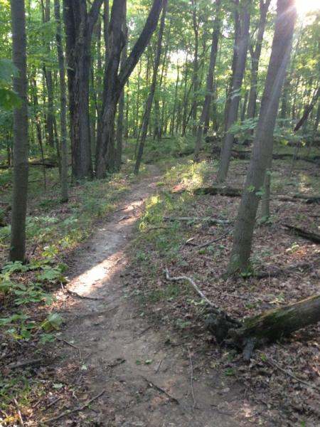 A narrow dirt path winds through a lush green forest, surrounded by tall trees and dappled sunlight filtering through the leaves. The ground is covered with fallen leaves and small plants, creating a serene and inviting atmosphere for a nature walk. Mitchell Memorial Forest Mountain Bike Trail mountain bike trail.