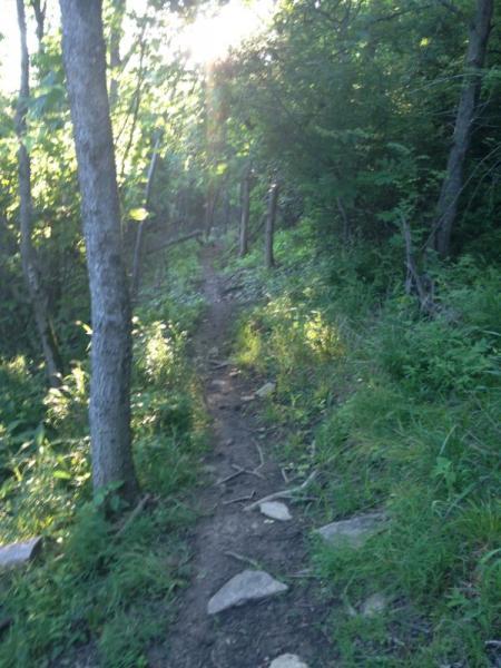 A narrow, winding dirt path lined with lush greenery and sunlight filtering through the trees, creating a serene atmosphere in a forested area. Mitchell Memorial Forest Mountain Bike Trail mountain bike trail.