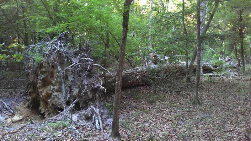 A fallen tree with exposed roots lies in a forested area, surrounded by greenery, underbrush, and scattered leaves. The scene captures a natural, wooded landscape with several trees in the background, highlighting the richness of the ecosystem. Edward Ball Wakulla Springs State Park mountain bike trail.