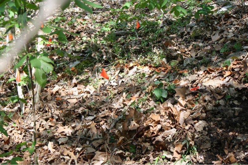 Forest floor scene featuring a variety of fallen leaves, small plants, and several bright orange flags marking specific areas. Sunlight filters through the trees, creating a patchy light and shadow effect. Bluffview trail mountain bike trail.