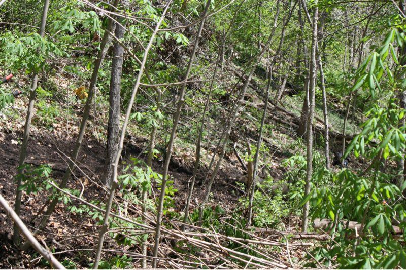A densely wooded area featuring various trees and underbrush, with a sloping hillside covered in green foliage and scattered branches. Sunlight filters through the leaves, creating a vibrant natural setting. Bluffview trail mountain bike trail.