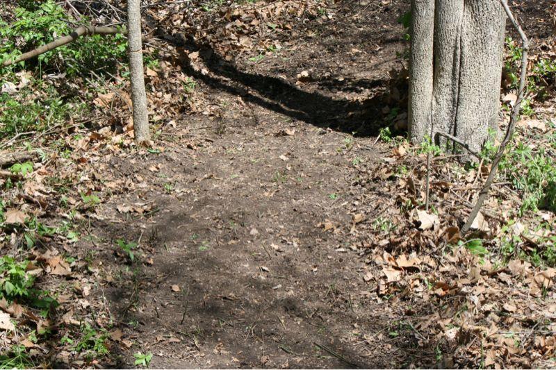 A dirt path winding through a forest, bordered by trees and scattered with dry leaves and small plants. Sunlight filters through the foliage, illuminating the ground and creating shadows along the trail. Bluffview trail mountain bike trail.