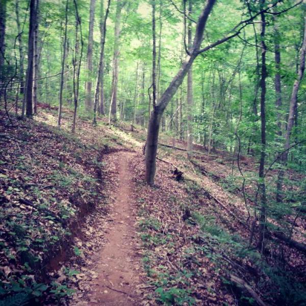 A narrow dirt path winding through a lush green forest, surrounded by tall trees and scattered foliage on the ground. San-lee Park mountain bike trail.