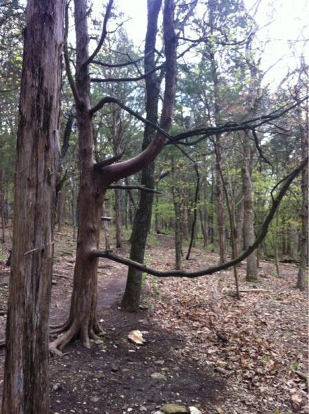 A wooded area featuring trees with twisted branches, set along a dirt path covered in leaves. The scene is serene, with a mix of green foliage and bare tree trunks, indicating an early spring or late fall atmosphere. Chubb Trail mountain bike trail.