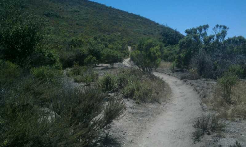 A winding dirt path leads through a grassy, shrub-covered landscape towards a hillside under a clear blue sky. The surrounding vegetation includes various shrubs and small bushes, creating a natural and tranquil outdoor scene. Montana De Oro mountain bike trail.