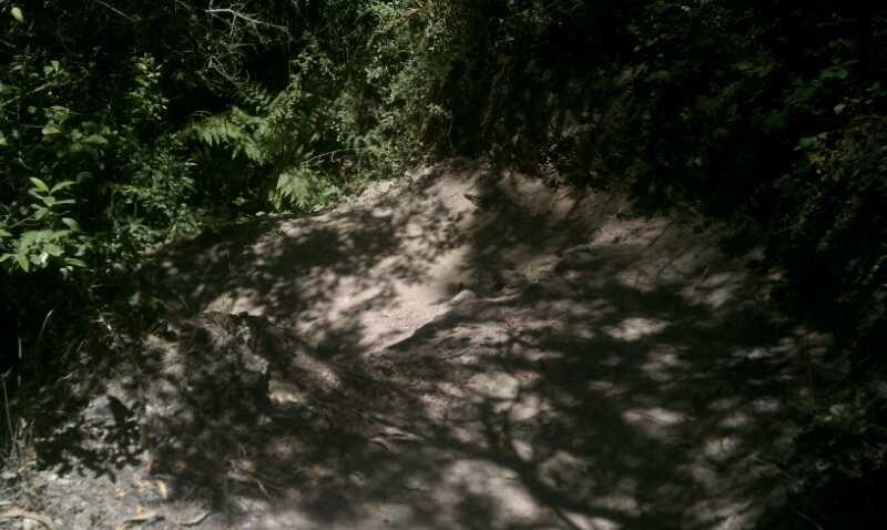 A narrow, dirt hiking trail winding through lush green foliage, with shadows cast by surrounding plants. The ground is uneven and patches of sunlight filter through the trees, highlighting the natural terrain. Montana De Oro mountain bike trail.