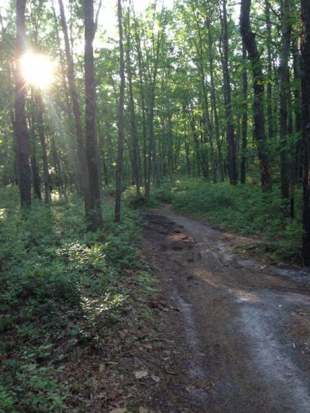 A sunbeam filters through a dense forest, illuminating a winding dirt path surrounded by lush green foliage and trees. Allaire State Park mountain bike trail.