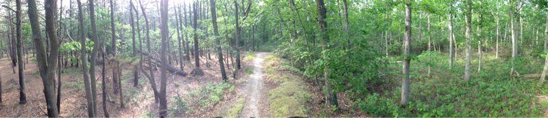 Panoramic view of a lush, green forest with a winding dirt path. Tall trees frame the scene, with dappled sunlight filtering through the leaves. The ground is covered with a mix of grass and fallen leaves, creating a serene and inviting natural setting. Allaire State Park mountain bike trail.