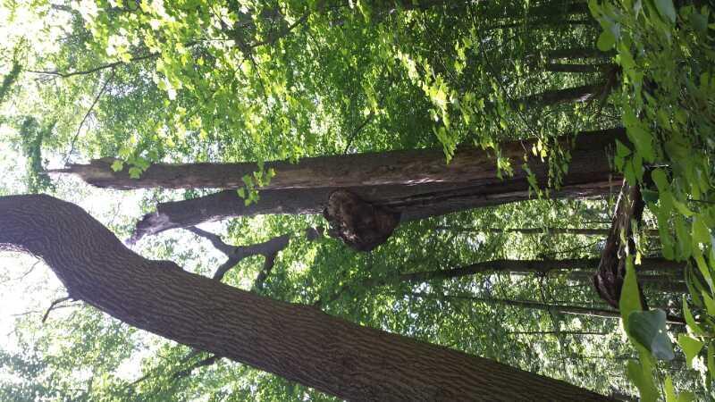 A dense forest scene featuring tall trees with vibrant green leaves. A weathered tree trunk is visible in the center, with a large, knotted growth on its side. Sunlight filters through the leaves, creating dappled light and shadows on the forest floor. Tatum Park mountain bike trail.