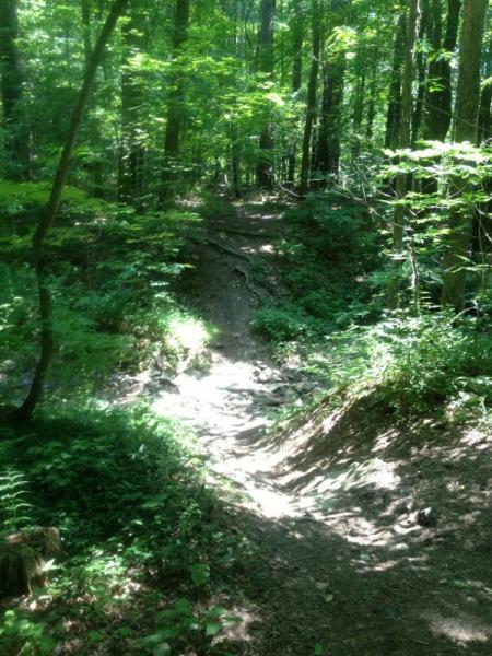 A narrow, dirt trail winds through a lush, green forest, dappled with sunlight. The path is flanked by a variety of trees and underbrush, creating a serene and inviting atmosphere. The ground is uneven, with visible roots and small rocks, suggesting a natural hiking trail. Shindagin Hollow mountain bike trail.