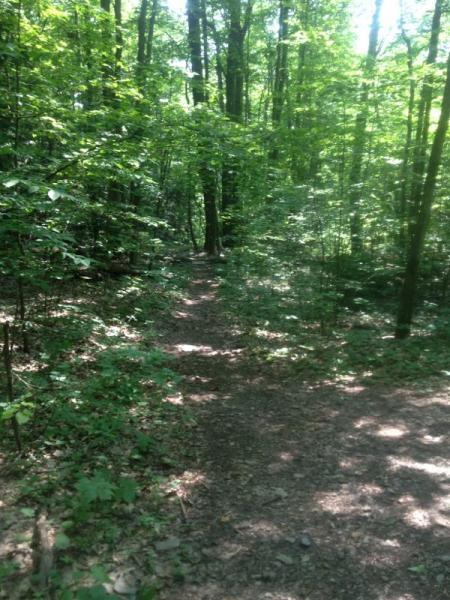 A narrow dirt path winding through a lush green forest, surrounded by tall trees and vibrant foliage, with dappled sunlight filtering through the leaves. Shindagin Hollow mountain bike trail.