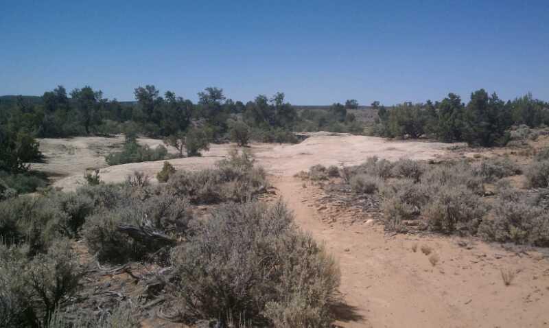 A desert landscape featuring a sandy path winding through sparse vegetation, including low shrubs and scattered trees. The sky is clear and blue, indicating a sunny day. The terrain is rocky and dry, typical of arid regions. Gooseberry Mesa mountain bike trail.