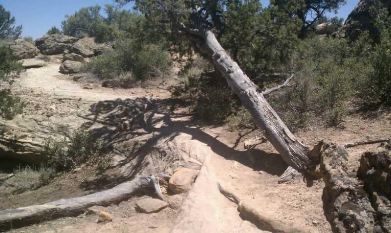 A rocky outdoor path surrounded by shrubs and trees, featuring a fallen tree trunk across the trail, with sunlight casting shadows on the ground. Gooseberry Mesa mountain bike trail.