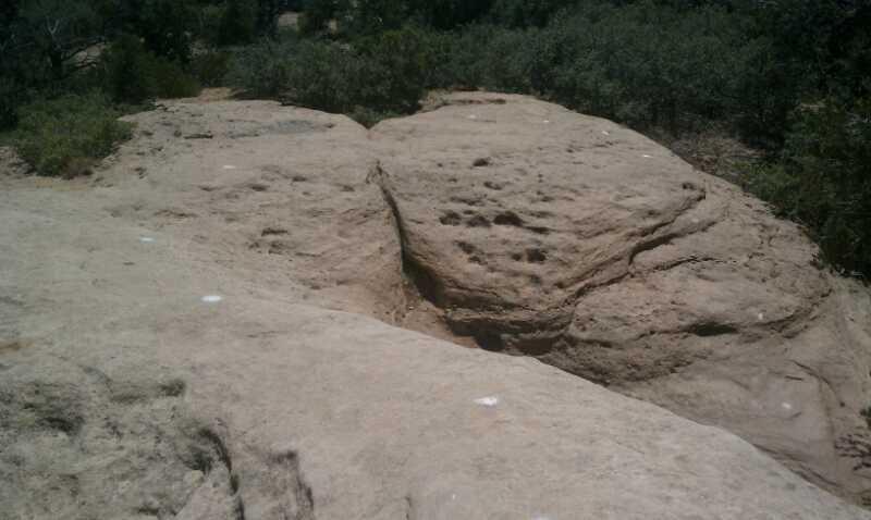 A rocky landscape with a smooth, flat surface showing various textures and markings, surrounded by sparse vegetation. The image features a slight depression in the rock, indicating natural wear, and is set against a backdrop of greenery in the distance. Gooseberry Mesa mountain bike trail.