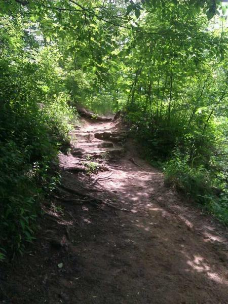 A narrow, winding dirt path surrounded by lush greenery and trees. The trail has visible rocks and roots along the way, leading into a shaded area with dappled sunlight filtering through the leaves. Baird Creek mountain bike trail.