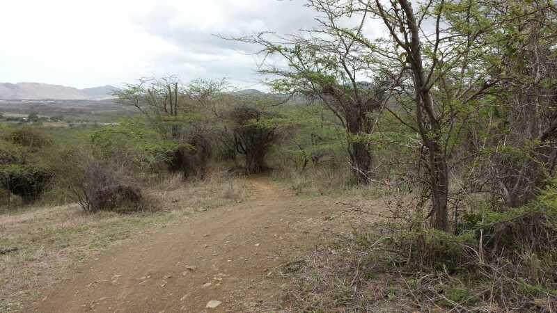 A winding dirt path surrounded by sparse vegetation and trees leads into a natural landscape. In the background, rolling hills are visible under a cloudy sky, creating a serene outdoor scene. Los Pinchos mountain bike trail.
