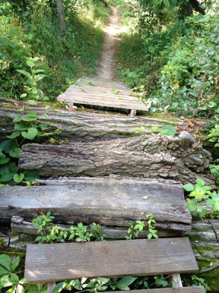 A narrow wooden pathway made of logs and planks crosses over a small grassy area, leading into a lush green trail surrounded by dense foliage. Chestnut Ridge mountain bike trail.