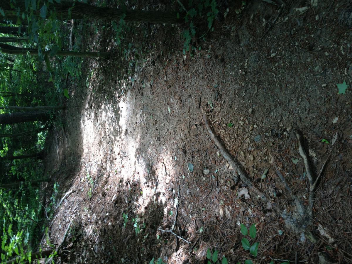 A forest path covered with dirt and small pebbles, surrounded by greenery and trees, with sunlight filtering through the leaves. Charleston Park mountain bike trail.