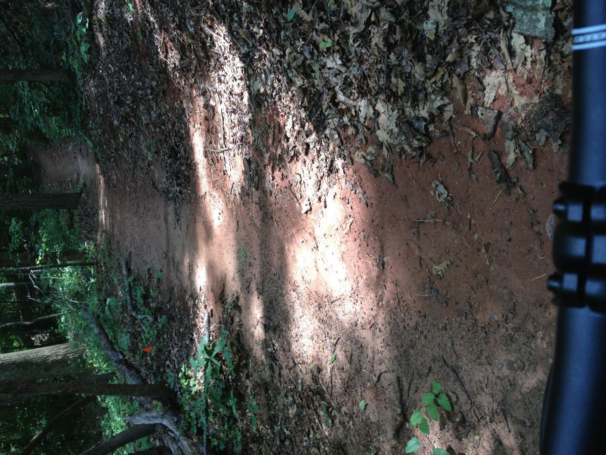 A dirt pathway through a wooded area, covered with leaves and surrounded by greenery. Sunlight filters through the trees, creating patches of light and shadow on the ground. A small orange flag is visible along the edge of the trail. Charleston Park mountain bike trail.