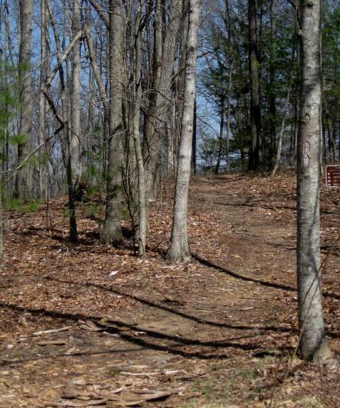 A dirt path winding through a forest, flanked by tall trees with bare branches and patches of green foliage. The ground is covered with fallen leaves, and the path leads upward toward a sign partially obscured by trees. Clear blue sky visible in the background. Tanasi Trail System mountain bike trail.