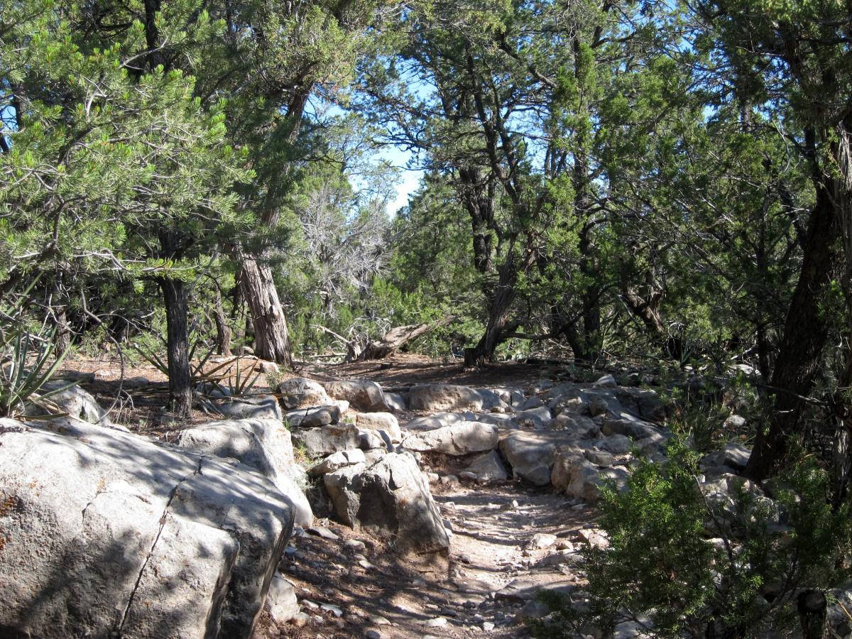A narrow dirt path winds through a dense forest, flanked by large, rugged rocks and various green shrubs and trees under a clear blue sky. Sunlight filters through the foliage, casting light on the trail. Tunnel Canyon mountain bike trail.