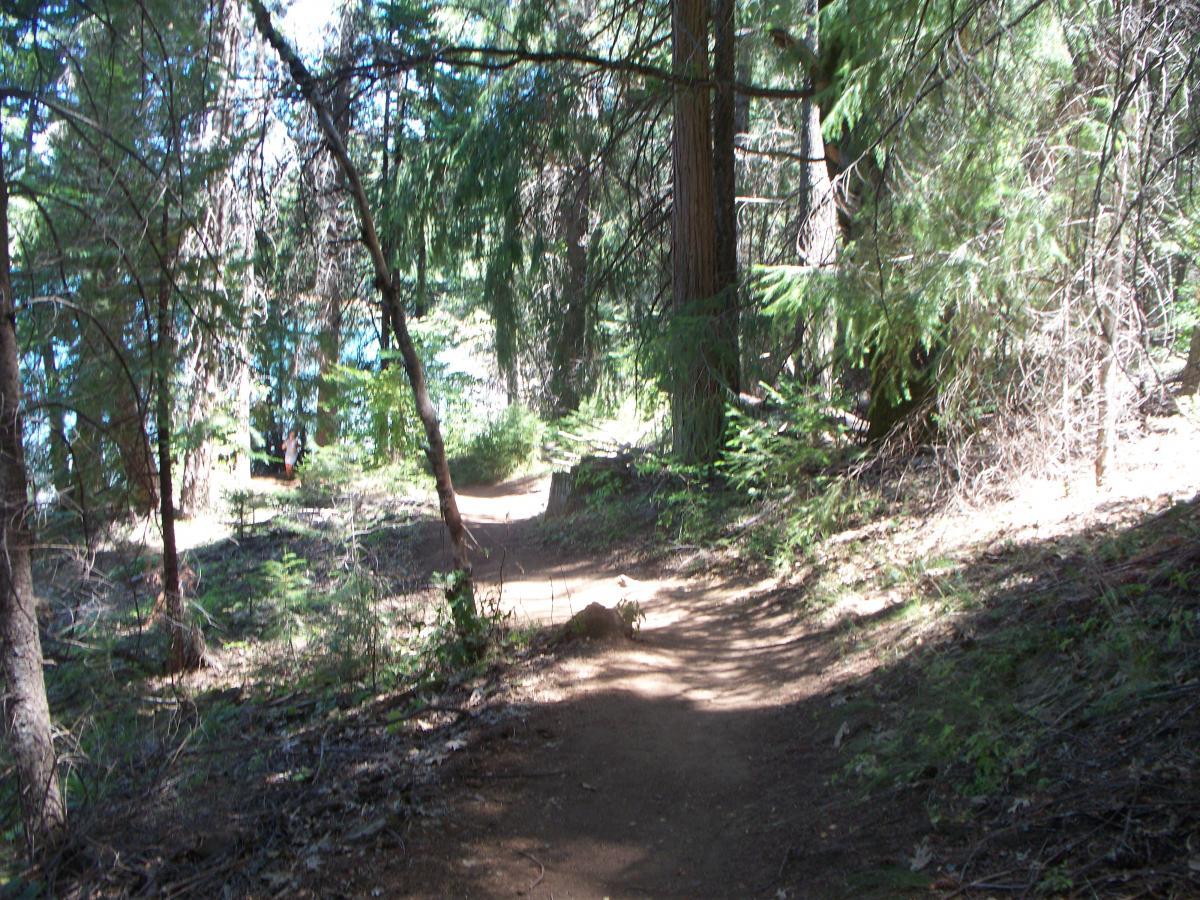 A narrow hiking trail winding through a lush forest, surrounded by tall trees and dappled sunlight. The path leads towards a visible body of water in the background, framed by greenery. Sly Park mountain bike trail.