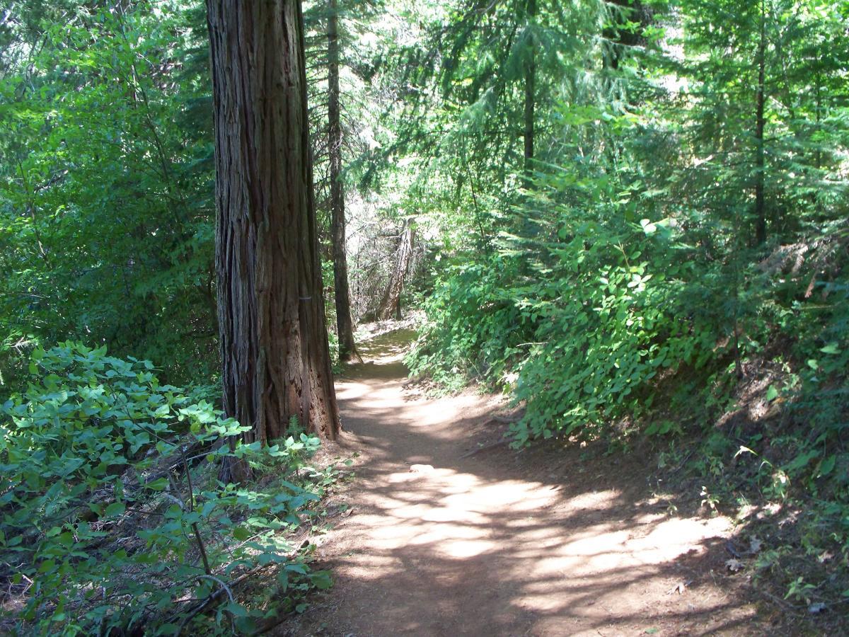 A serene forest path winding through lush greenery, flanked by tall trees with sunlight filtering through the leaves, creating dappled shadows on the trail. Sly Park mountain bike trail.