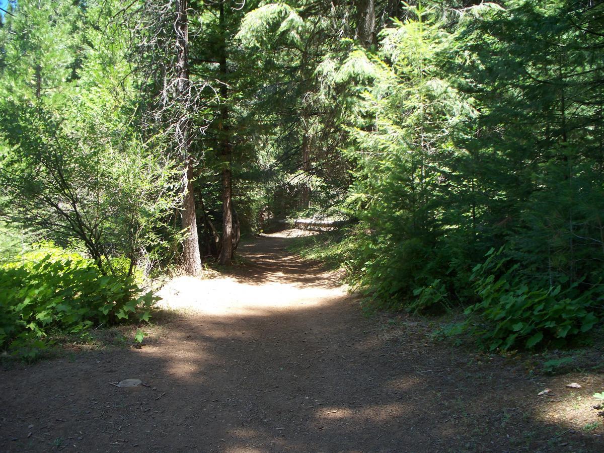 A sunlit dirt path winding through a dense forest of green trees and underbrush, surrounded by tall pine trees and healthy foliage. The trail appears inviting and peaceful, with dappled sunlight filtering through the leaves. Sly Park mountain bike trail.