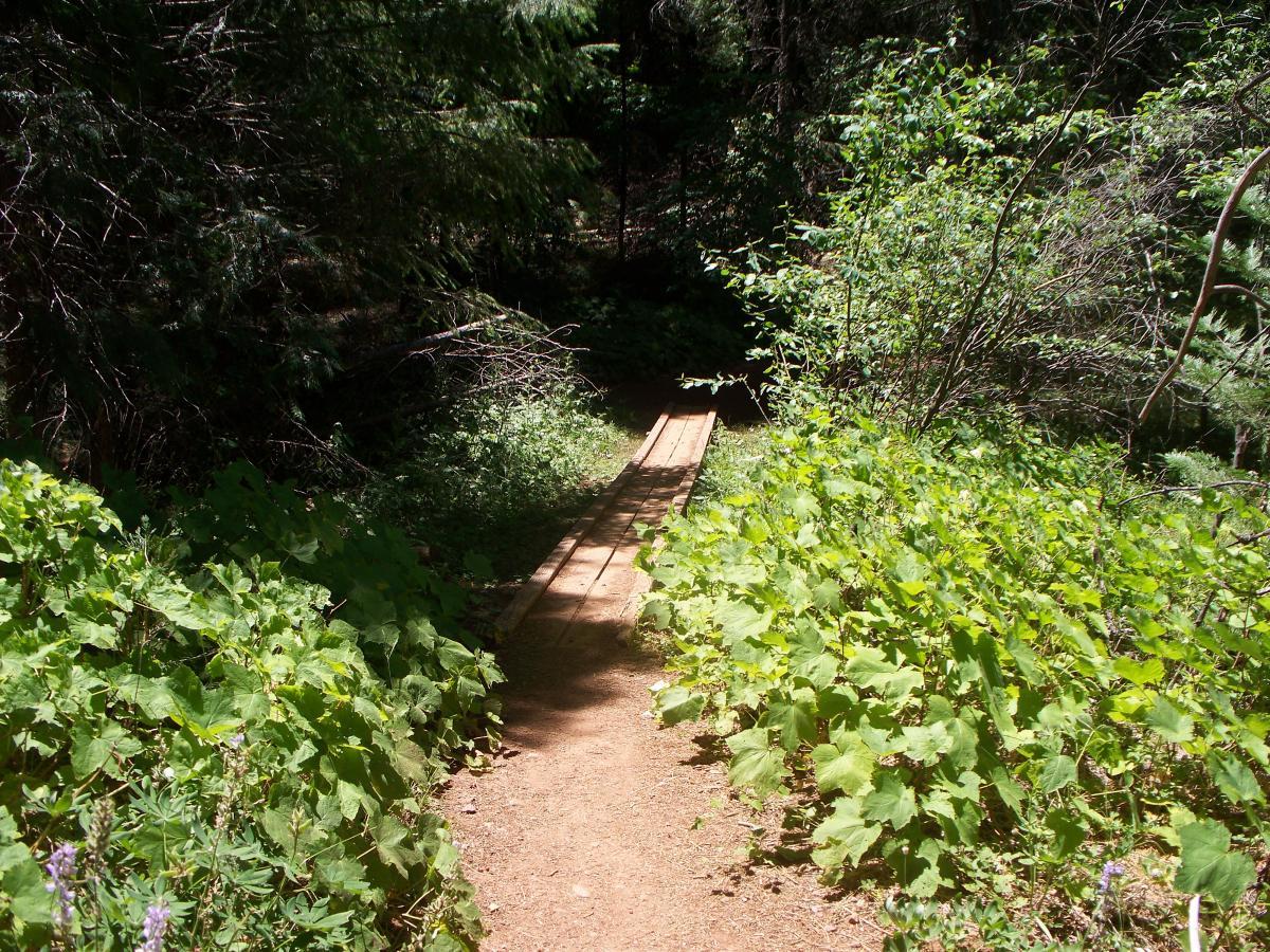 A narrow wooden bridge crossing a small path surrounded by lush green foliage and trees, forming a serene woodland scene. Sly Park mountain bike trail.