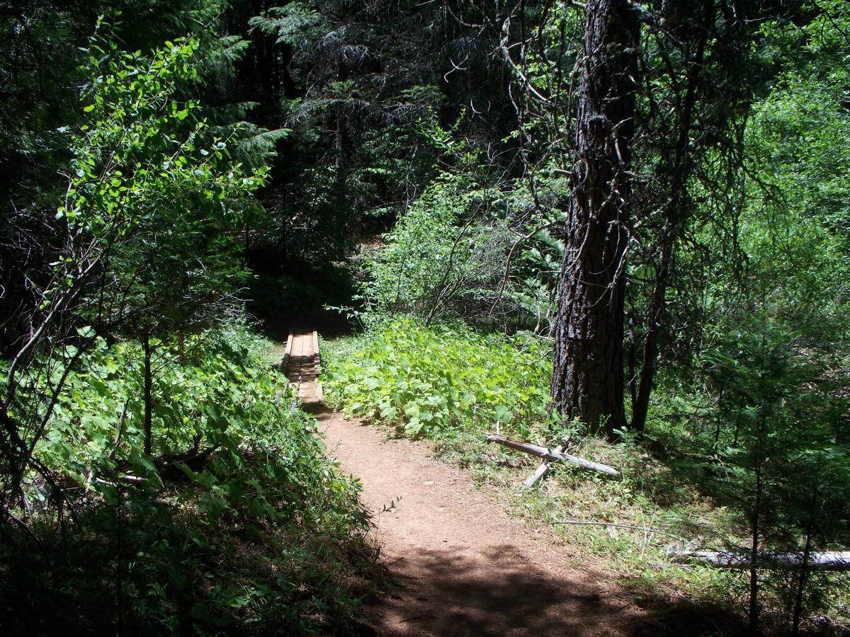 A narrow dirt path meanders through a lush green forest, flanked by dense foliage and tall trees. A small wooden bridge crosses over a section of the trail, inviting exploration into the serene woodland environment. Sunlight filters through the leaves, creating a dappled light effect on the ground. Sly Park mountain bike trail.